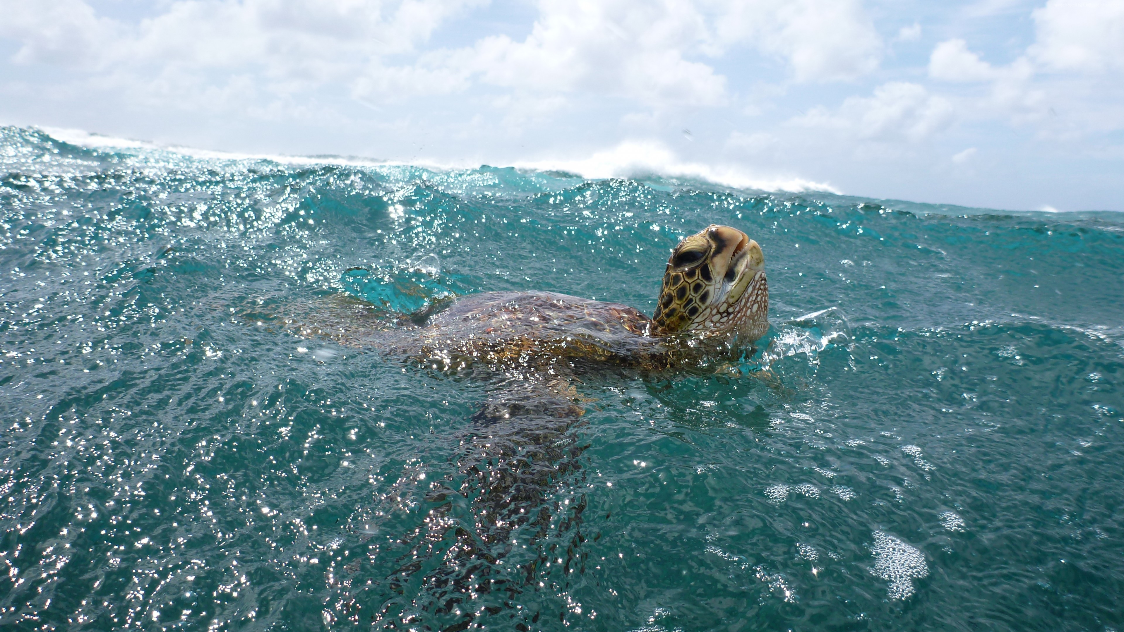 Wallpaper Turtle, surfing, water, sea, ocean, underwater, animal, sky, clouds, Malaysia, World&